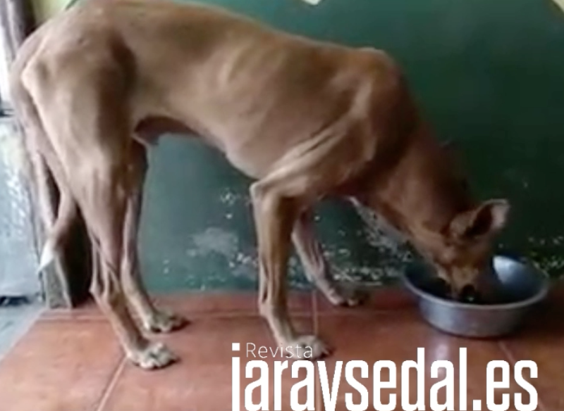 Los perros rescatados de La Palma se encuentran bien, según las primeras imágenes publicadas