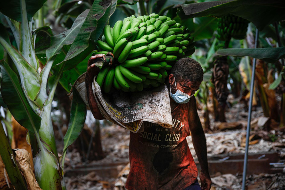 Los productores canarios de plátanos piden ayudas para paliar las pérdidas
