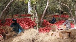La crisis alimentaria en Afganistán se agrava con la vuelta al poder de los talibanes y ya afecta a toda la sociedad