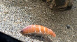 Descubren en Japón un diminuto molusco idéntico a una pieza de sushi