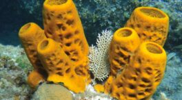 Hallados en Ciudad Real los fósiles de esponjas marinas más antiguos del mundo
