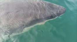 (VÍDEO) Digno de Spielberg: el espectacular tiburón blanco avistado en La Coruña
