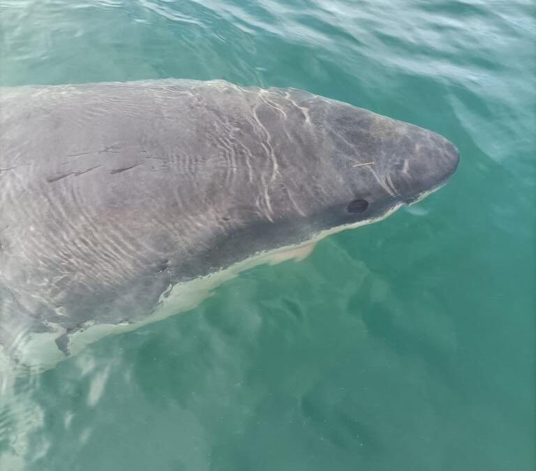 (VÍDEO) Digno de Spielberg: el espectacular tiburón blanco avistado en La Coruña