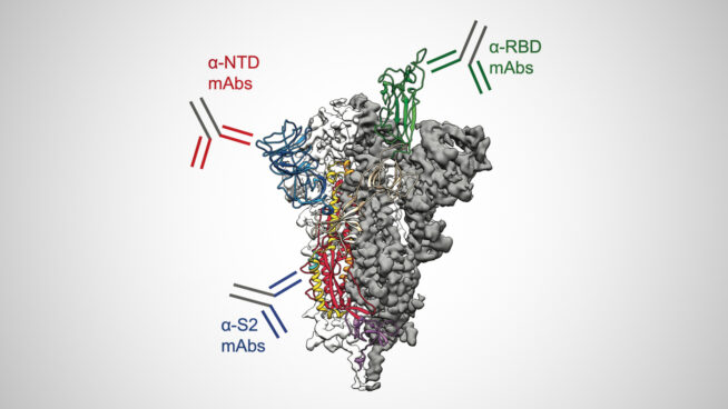 Científicos descubren un método para bloquear la infección del coronavirus