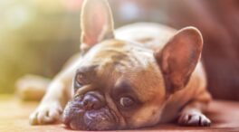 Cursillo para tener perro, nada de animales en tienda, colonias felinas... Así es la nueva ley animalista que plantea Belarra