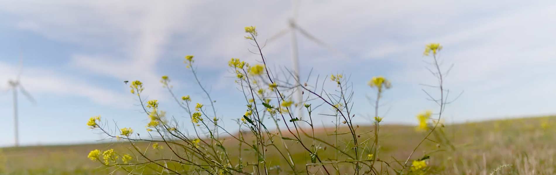 ¿Has escuchado la voz del viento?