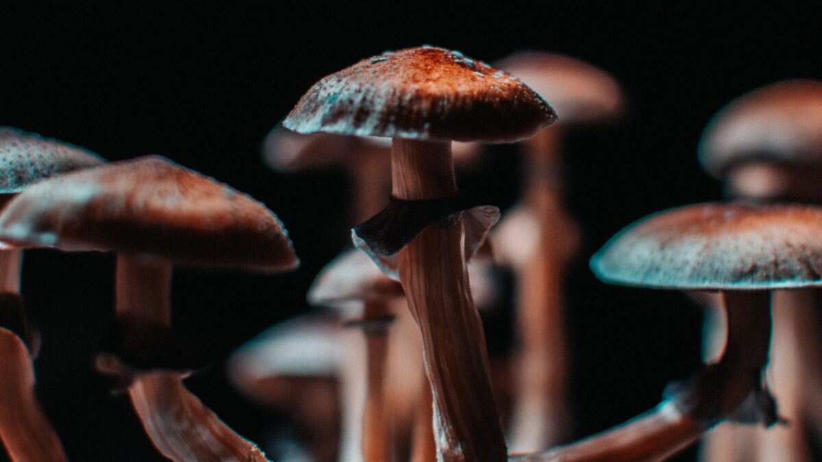 Hongos alucinógenos para tratar la depresión: así funciona la psilocibina