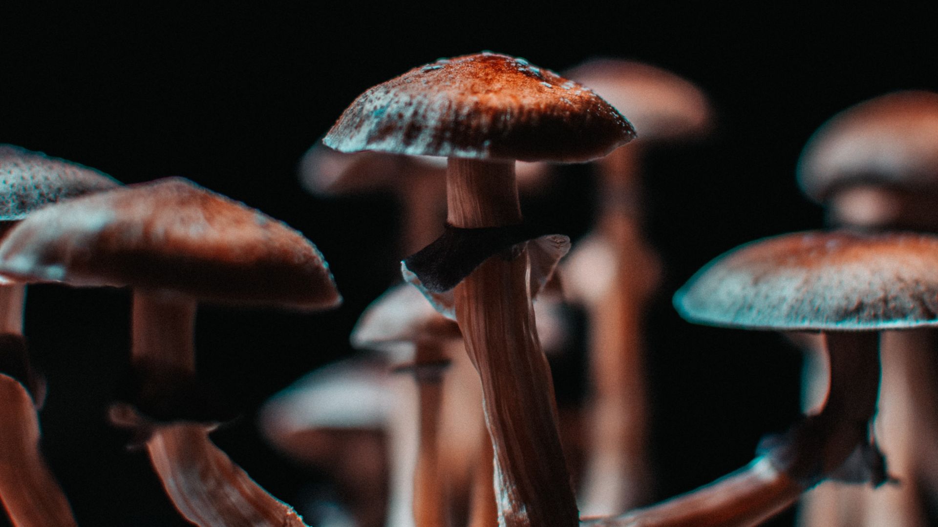 Hongos alucinógenos para tratar la depresión: así funciona la psilocibina