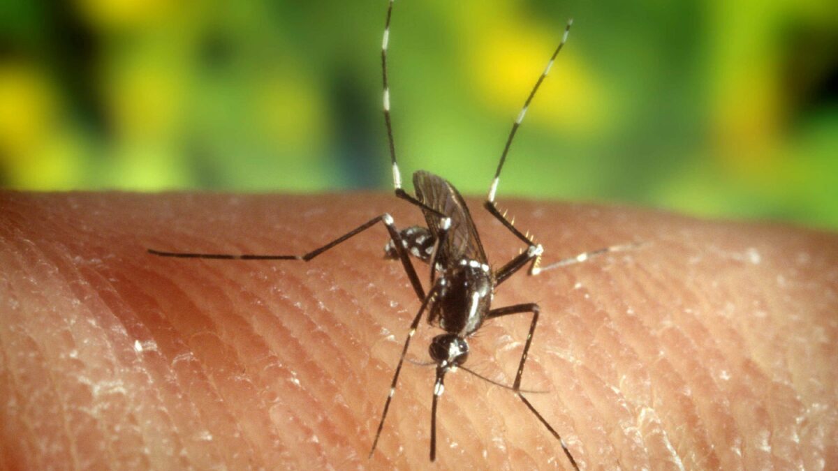 Una vacuna contra la malaria, recomendada por primera vez por la OMS para su uso extendido
