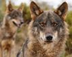 El Constitucional tumba la ley de Castilla y León que permite cazar lobos al norte Duero