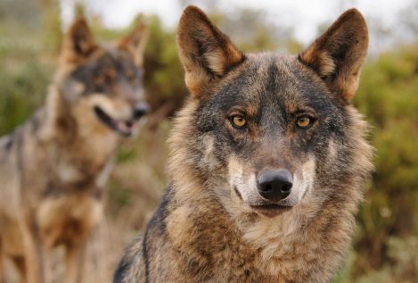 El Constitucional tumba la ley de Castilla y León que permite cazar lobos al norte Duero
