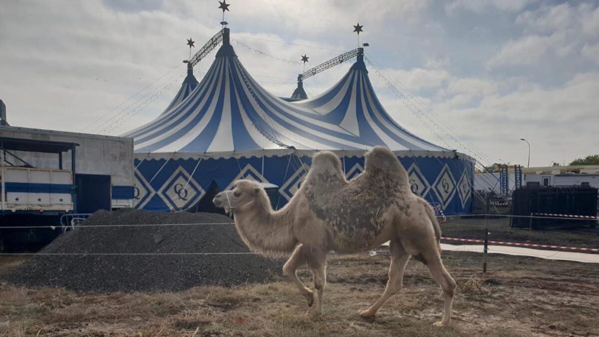 Localizan a ocho camellos y una llama que se escaparon de un circo en Madrid