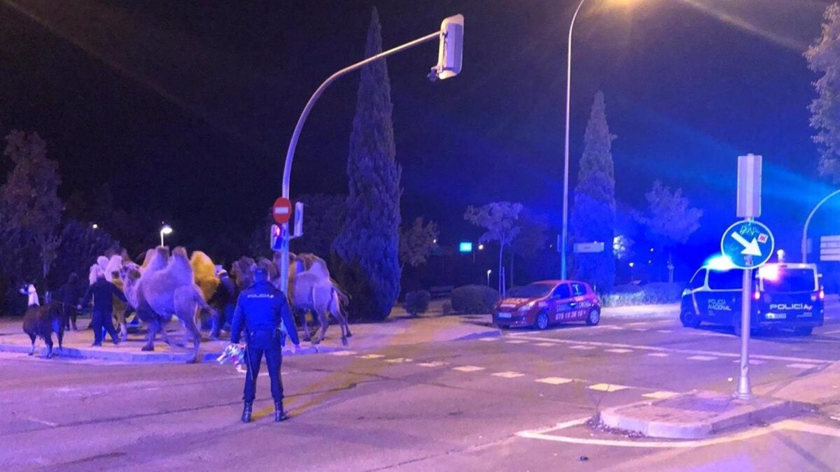 Madrid no tiene circos con animales salvajes, pero sí puede haber camellos y llamas por considerarse animales domésticos