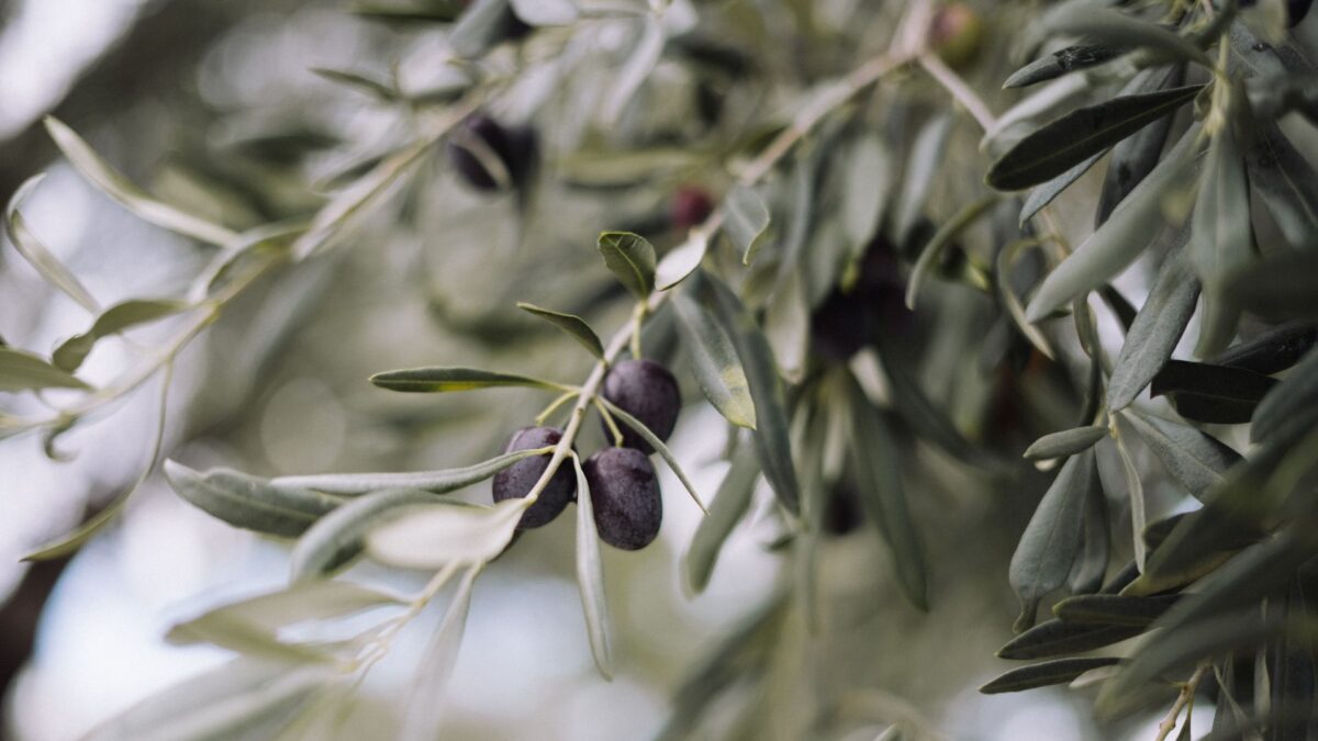 La OMC declara ilegales los aranceles de EEUU a las aceitunas negras de España