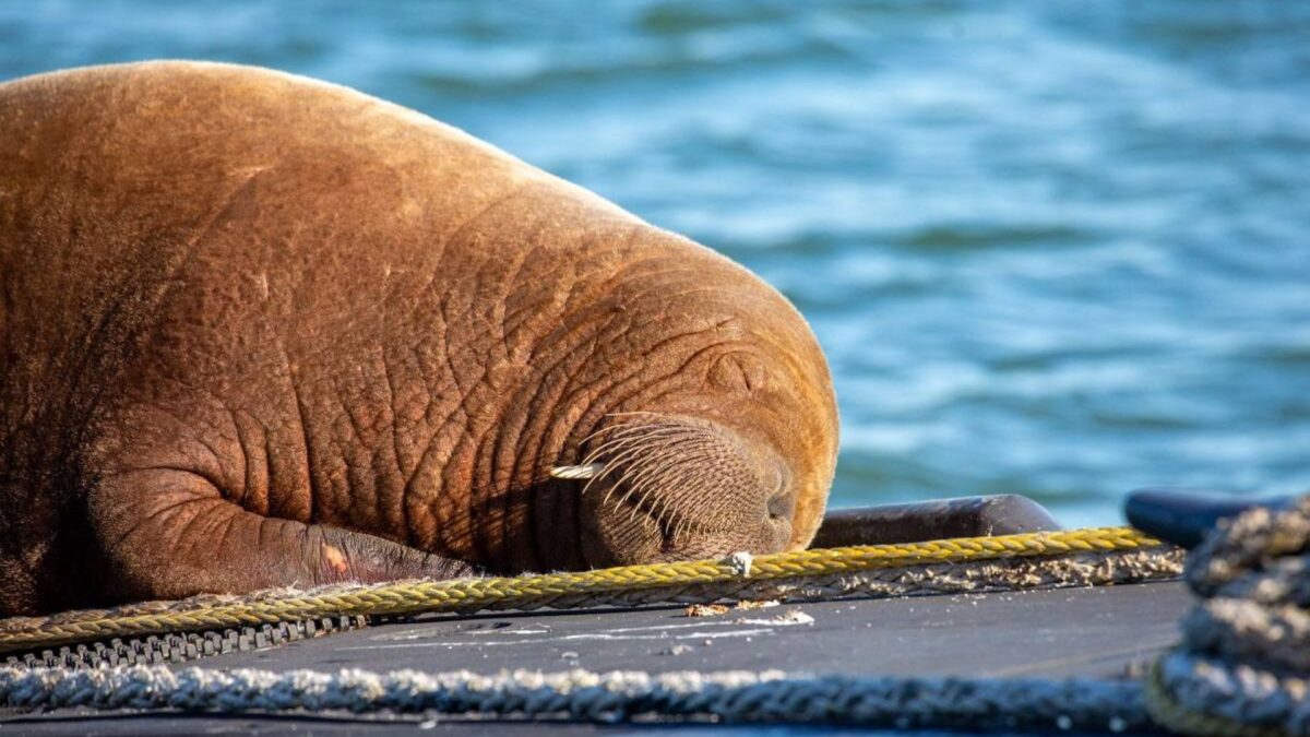 Un submarino neerlandés, el lugar ideal de descanso para esta morsa