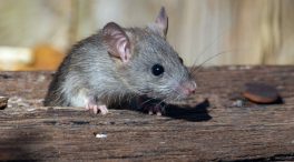 Los roedores podrían ser portadores asintomáticos de coronavirus como el SARS