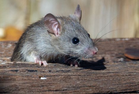 Los roedores podrían ser portadores asintomáticos de coronavirus como el SARS