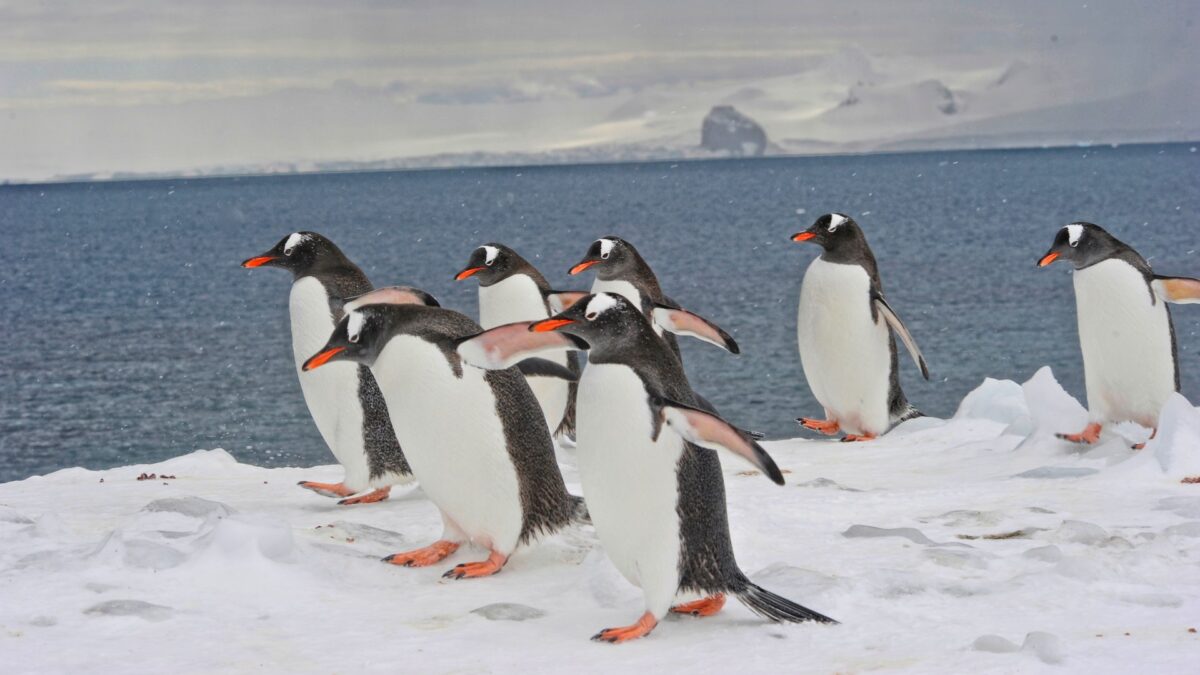 Las plumas de los pingüinos de la Antártida concentran altos niveles de mercurio