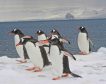 Las plumas de los pingüinos de la Antártida concentran altos niveles de mercurio