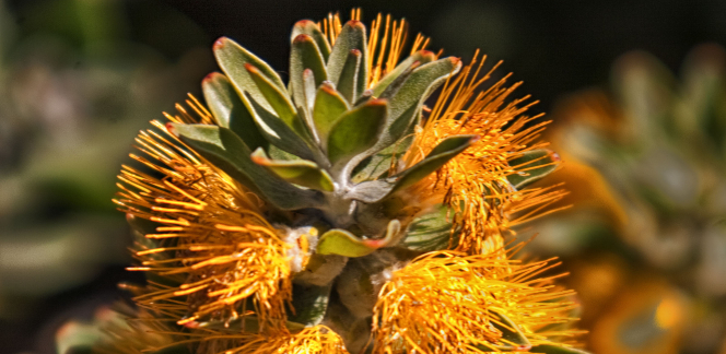 Flores con olor a cadáver para atraer a las moscas del desierto
