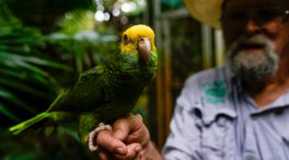 Algunos pájaros del Amazonas han reducido su tamaño debido al cambio climático