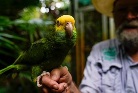 Algunos pájaros del Amazonas han reducido su tamaño debido al cambio climático