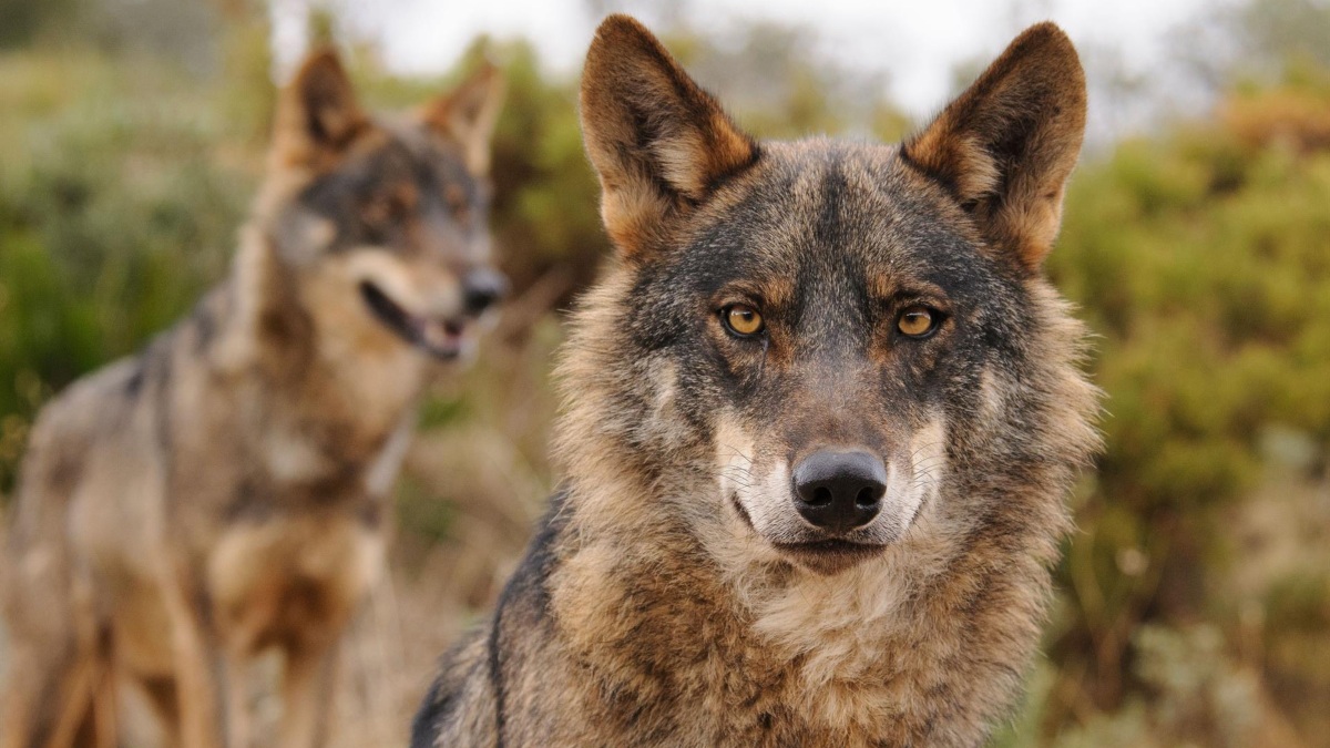 El Constitucional tumba la ley de Castilla y León que permite cazar lobos al norte Duero