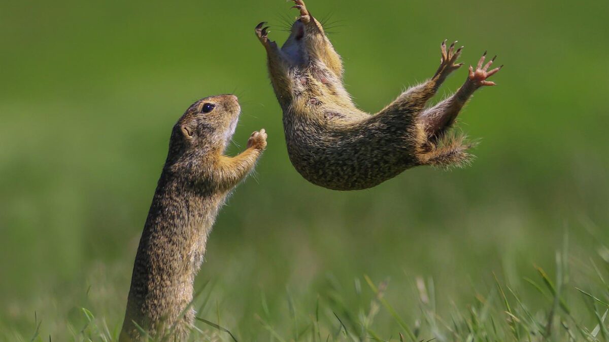 (FOTOGALERÍA) Las imágenes más divertidas y salvajes ganadoras del concurso “Comedy Wildlife Photography Awards 2021”