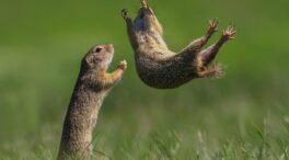 (FOTOGALERÍA) Las imágenes más divertidas y salvajes ganadoras del concurso "Comedy Wildlife Photography Awards 2021"