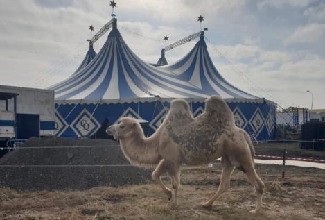 Localizan a ocho camellos y una llama que se escaparon de un circo en Madrid