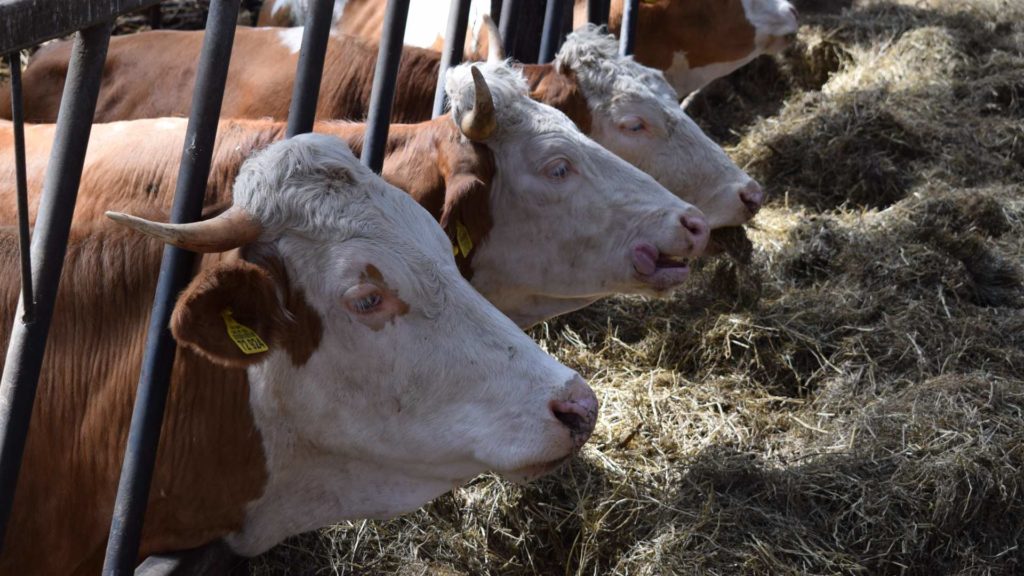 Medidas para reducir el metano emitido por el ganado: ¿cuáles son efectivas y cuáles no?