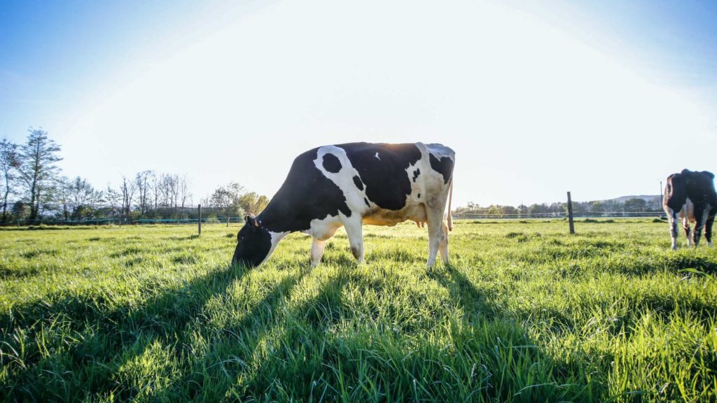 Medidas para reducir el metano emitido por el ganado: ¿cuáles son efectivas y cuáles no? 2