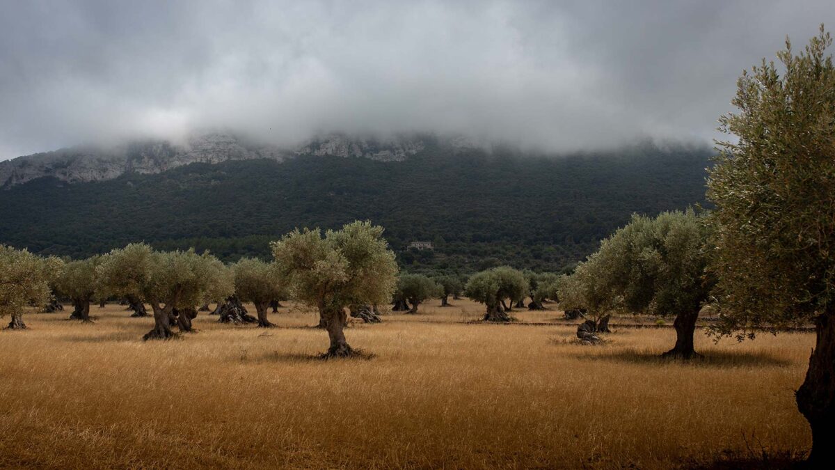 La UE financia con 115 millones de euros el olivo marroquí en plena crisis del sector en España