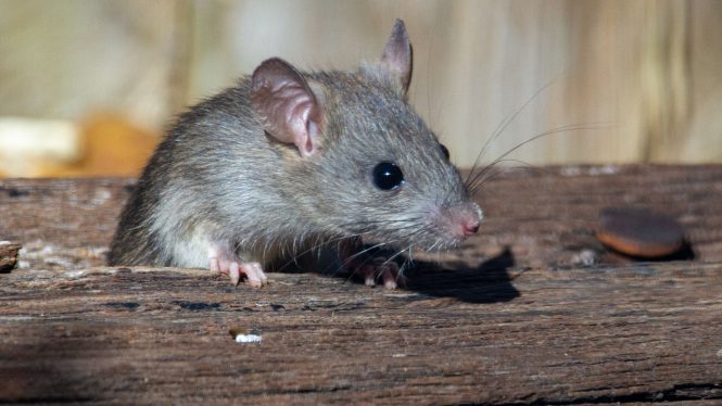 Los roedores podrían ser portadores asintomáticos de coronavirus como el SARS