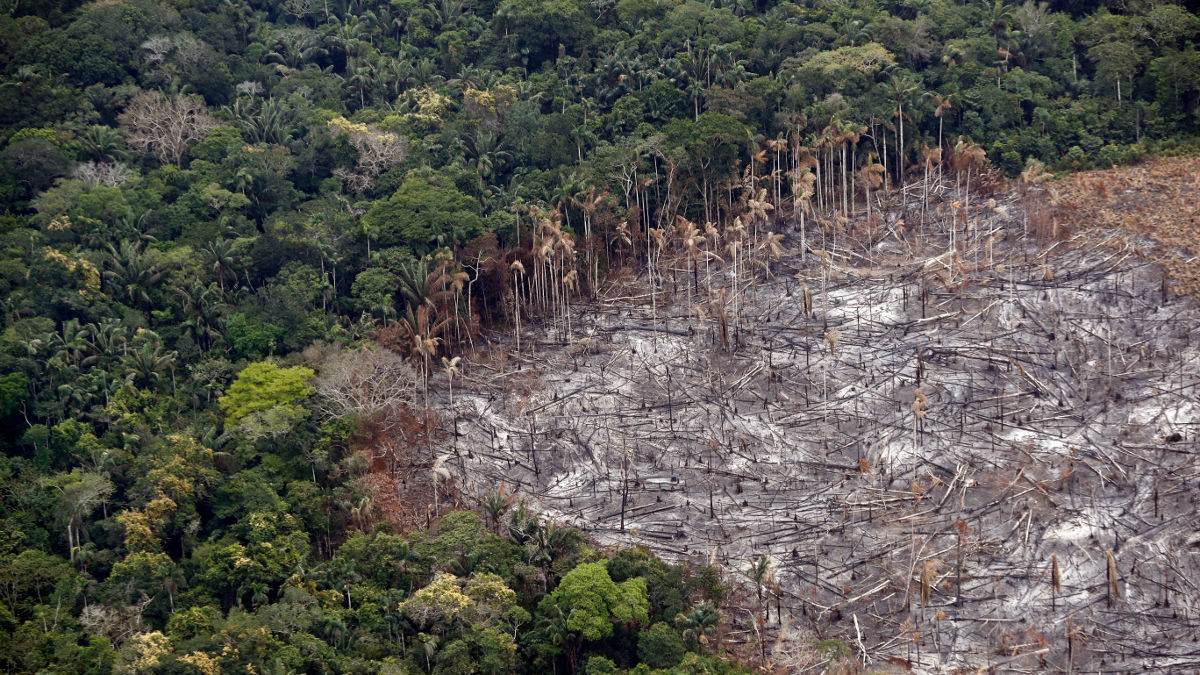 Cien líderes mundiales se comprometen a revertir la deforestación para 2030
