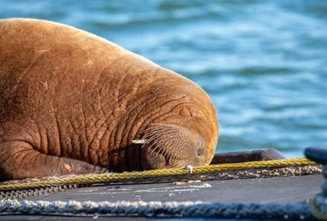 Un submarino neerlandés, el lugar ideal de descanso para esta morsa