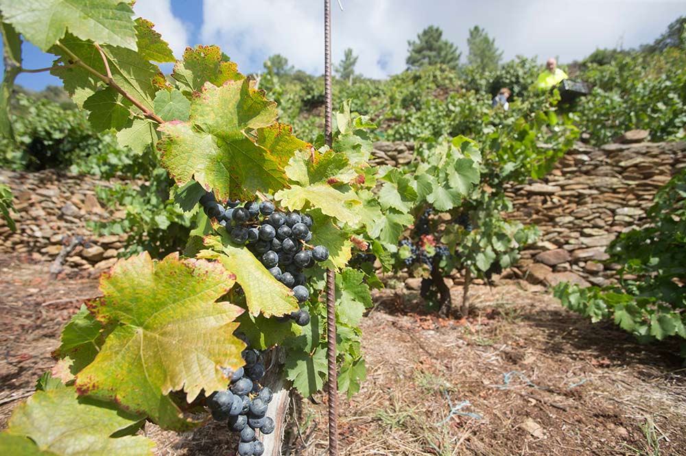 Las tres riojas del Rioja