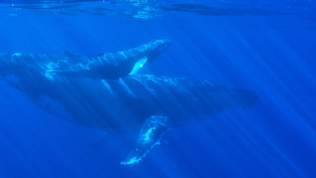 Una ballena puede consumir más de tres millones de microplásticos cada día