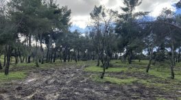 Madrid replantará 100.000 árboles tras las las pérdidas por Filomena