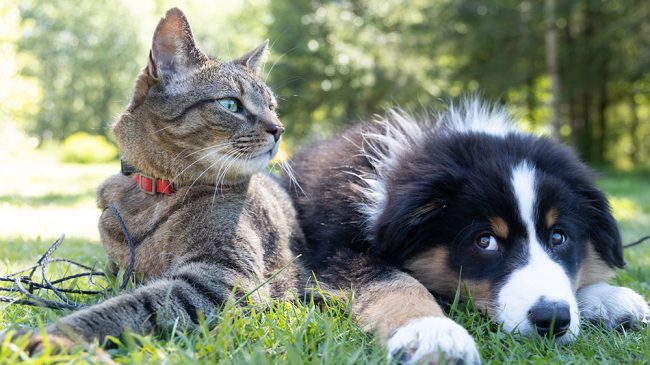 Perros y gatos ya son «seres sintientes» y su DNI será obligatorio en 2022