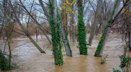 La crecida del Ebro provoca inundaciones en Navarra y Logroño