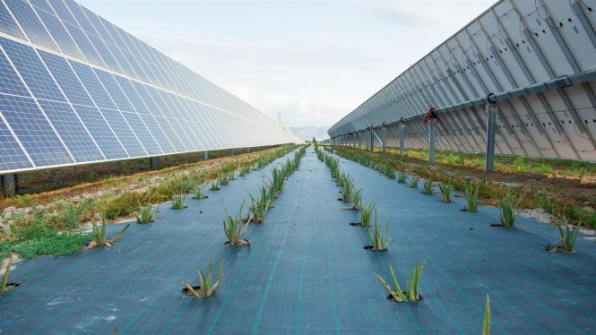 Endesa supera el teravatio hora de producción de energía solar en España