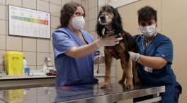 Los veterinarios alertan de inseguridad jurídica en la nueva ley de protección animal