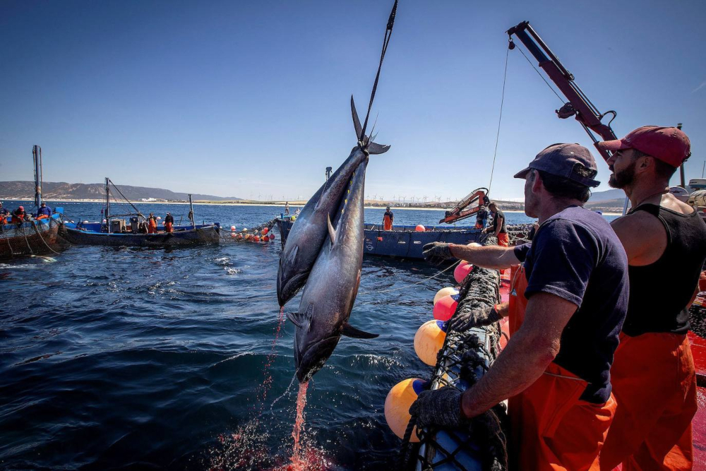 España rechaza el plan de Bruselas para seguir reduciendo la pesca en el Mediterráneo