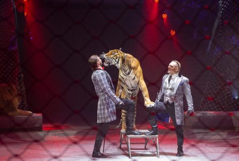 El Parlamento Europeo debate prohibir el uso de animales salvajes en los circos