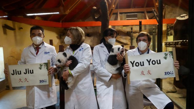 You You y Jiu Jiu, los nuevos pandas del Zoo Aquarium de Madrid