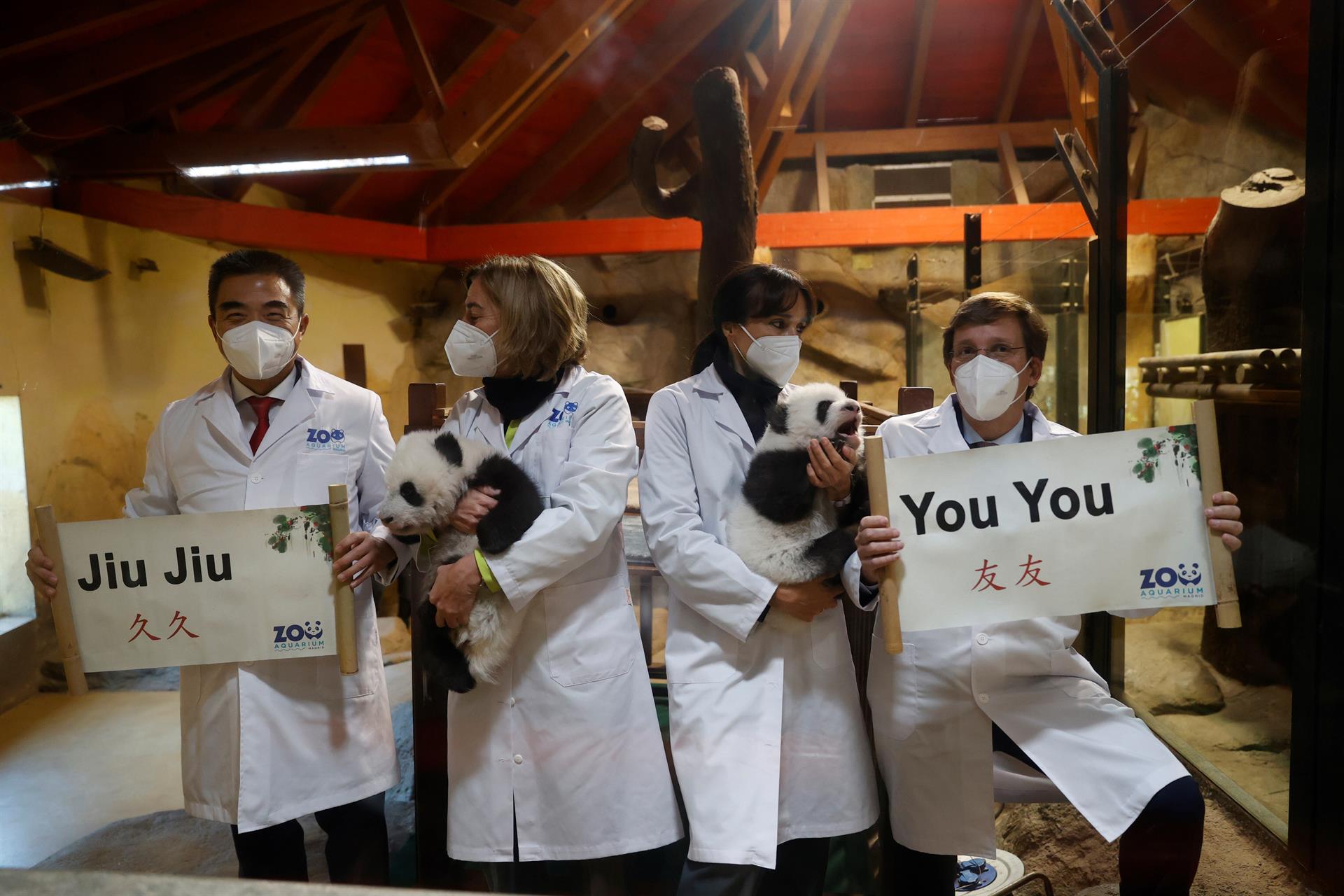 You You y Jiu Jiu, los nuevos pandas del Zoo Aquarium de Madrid