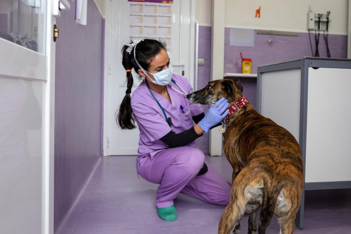 Los veterinarios piden cambiar la ley para poder vender medicamentos para  animales