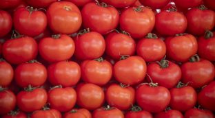 La biotecnología como herramienta para mejorar el rendimiento de los cultivos