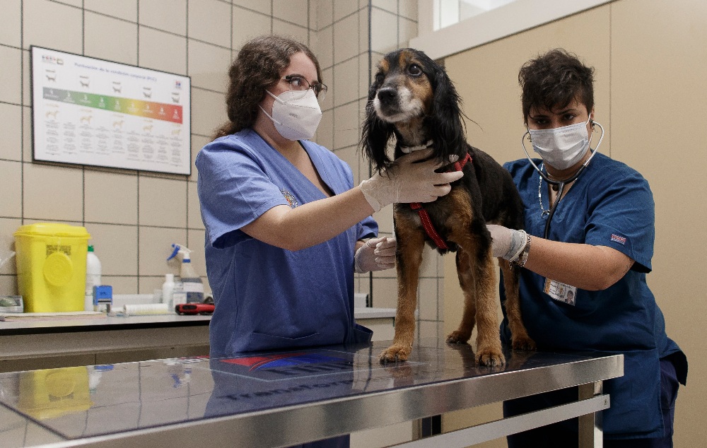 Los veterinarios alertan de inseguridad jurídica en la nueva ley de protección animal